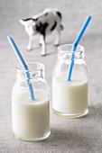 Two bottles of milk with drinking straws in front of a cow figurine