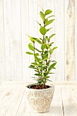 A small bay tree in a pot