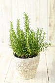 Rosemary plant in a flowerpot