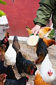 Hühner füttern auf dem Bauernhof