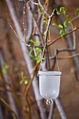 Glass Candle Holder Hanging from a Branch