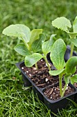 Sprouting Squash Plants in a Container on the Lawn