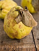 Fresh quinces with leaves (close-up)