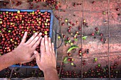 Coffee cherries being prepared for processing