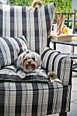 Yorkshire terrier on upholstered armchair on terrace