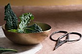 Cavolo nero in a bowl, with scissors to one side