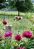 Pink peony in front of fence with cow in meadow beyond