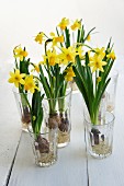 Flowering narcissus growing in glasses of water