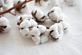 Wreath of cotton capsules