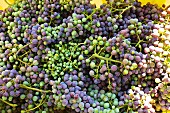 A harvest of unripe Zweigelt grapes for making verjus