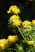Kidney vetch with flowers