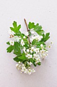 Sprig of hawthorn with flowers