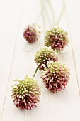 Allium flowers on a wooden surface