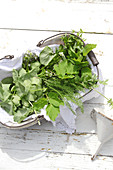 Wild herbs in basket