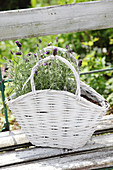 Lavender in white basket on garden bench