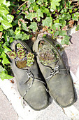 Old pair of shoes planted with succulents and moss