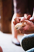 Holding a Baby Chicken