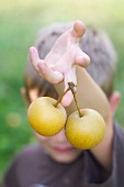 A Boy Holding Asian Pears