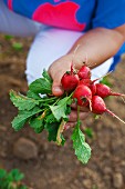 A bunch of fresh radishes