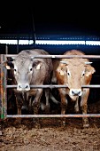 Rinder blicken aus dem Stall