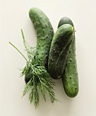 Fresh pickling cucumbers with sprigs of dill