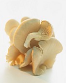 Fresh oyster mushrooms
