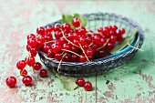 A little wicker basket with red currants(ribes rubrum)
