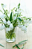 Schneeglöckchen (Galanthus Nivalis) in einem Glas