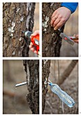 How to tap a maple tree