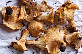 Chanterelles