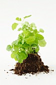 Lemon balm with a ball of earth against a white background