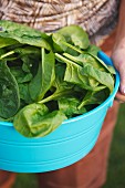 Woman holding a large plastic bowl of fresh spinach leaves