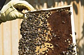 Bee colony on a honeycomb