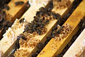 Bees sitting on the frame of the honeycombs