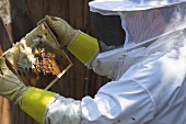 A beekeeper checking the honeycomb