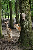 Gehäkelter Hirschkopf mit Ast-Geweih an Baum im Wald mit Rehen