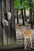 Deer standing next to crocheted deer head with twig antlers and hat on wooden wall