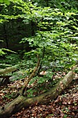 Tree trunk amongst leaf litter on woodland floor