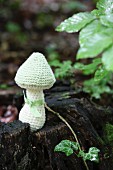 White, crocheted toadstool on tree trunk