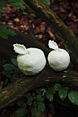 weiße, gehäkelte Zieräpfel auf Baumstamm im Wald