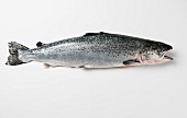 A trout against a white background