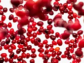 Frische Cranberries