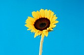 Sunflower on Blue Background