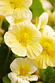 Yellow flowering nasturtiums