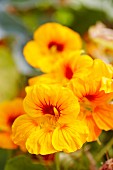 Yellow flowering nasturtiums