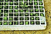 Seedlings in seed tray