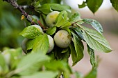 Greengages on the tree (close-up)