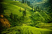 Terraced Fields in Northern Vietnam