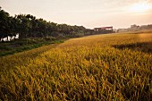 Golden rice fields in the early morning in Ninh Binh, Vietnam