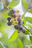 Blueberries on leafy branch